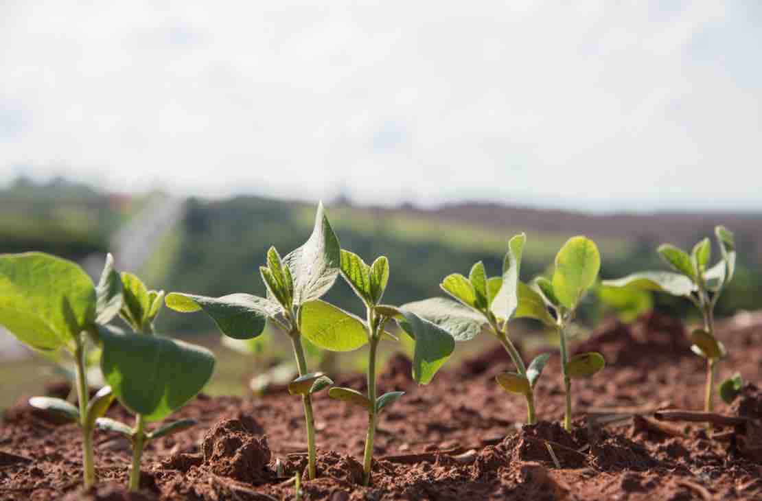 Mara Global Foods Pty Ltd - Soybean Planting